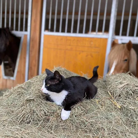 Biobauernhof Tonimoertl Farma