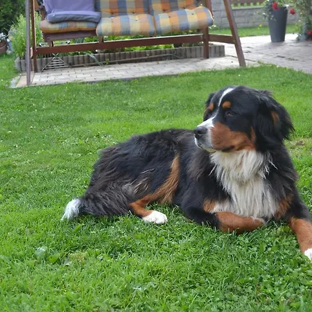 Farm stay Biobauernhof Tonimortl Mariapfarr